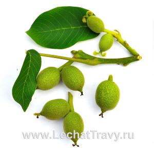 Грецкие орехи молочной спелости (10шт)