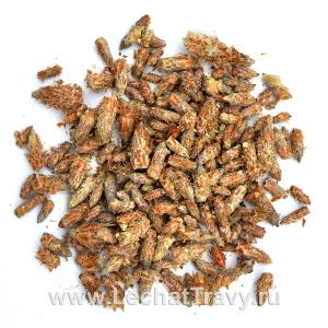 Сосна (почки) (50г)
