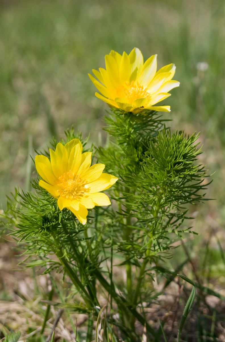 Adonis