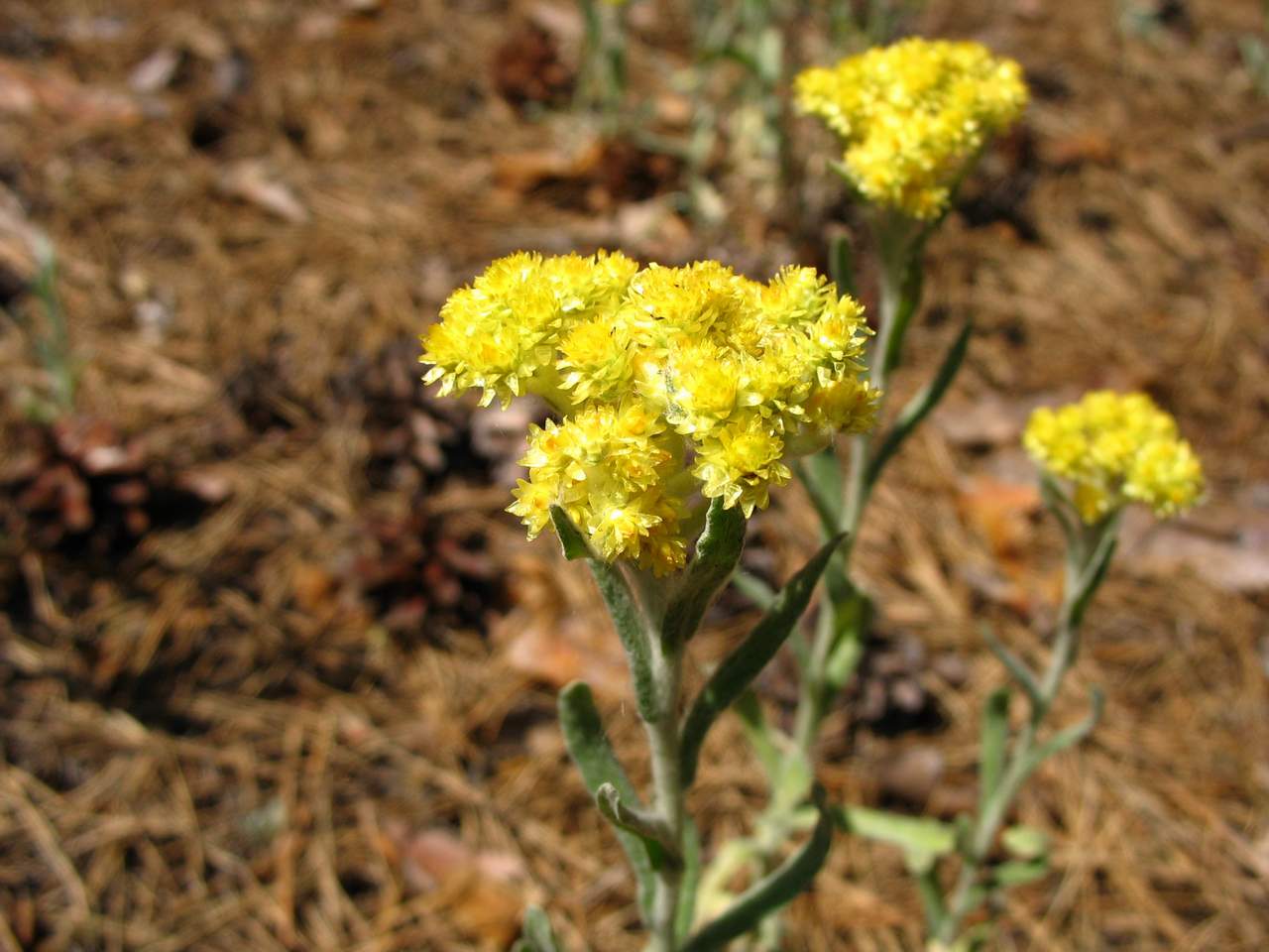 Bessmertnik