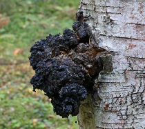 chaga berez