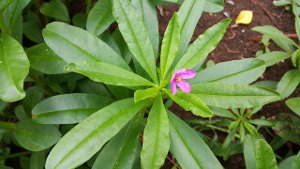 Женьшень (Panax trifolius)