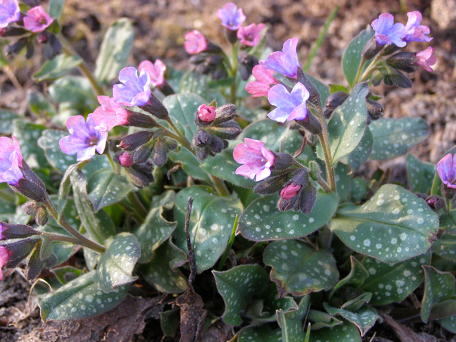 medunica