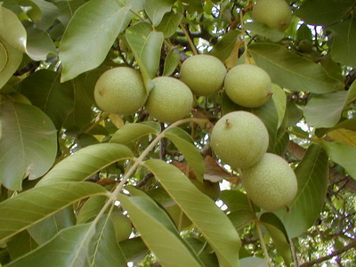 oreh grec