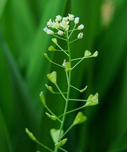 pastush sumka