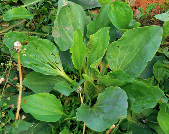 podorojnik