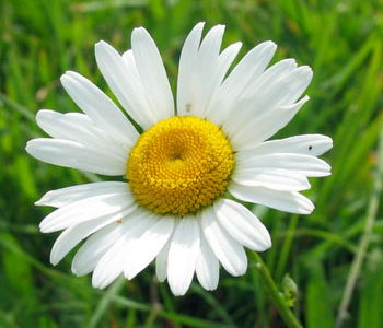 romashka