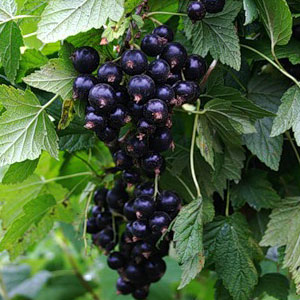 smorodina cher