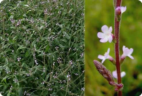 verbena